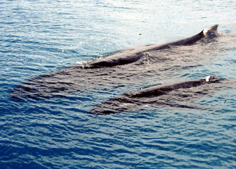 australia - humpback whales 4.jpg
